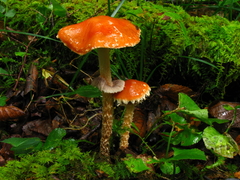 Leratiomyces squamosus thraustus