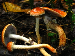Leratiomyces squamosus thraustus