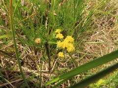 Lomatium bradshawii