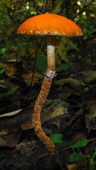 Leratiomyces squamosus thraustus