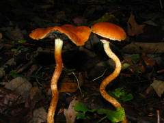 Leratiomyces squamosus thraustus