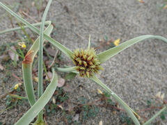 Cyperus capitatus