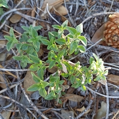 Monardella macrantha macrantha