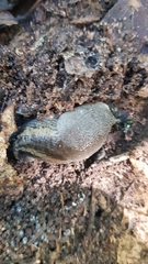 Urocyclus kirkii