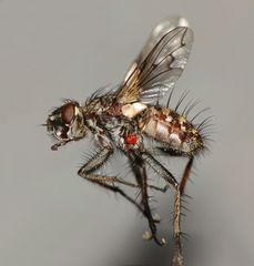 Proscissio milleri