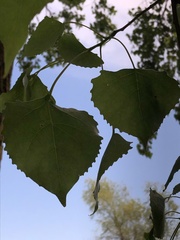 Populus