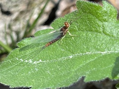 Ephemerella needhami