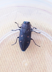 Chrysobothris affinis