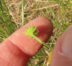 Lomatium bradshawii