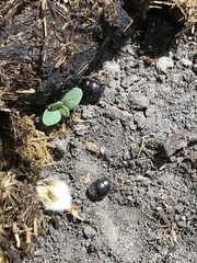 Ateuchus histeroides