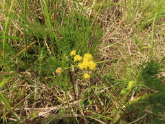 Lomatium bradshawii