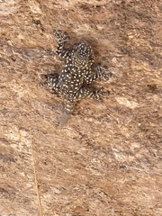 Ptyodactylus puiseuxi