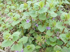 Glechoma hederacea