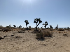 Yucca brevifolia