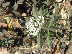 Tournefortia hartwegiana
