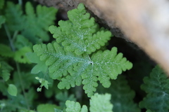 Pentagramma rebmanii