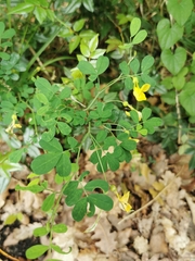 Hippocrepis emerus emerus