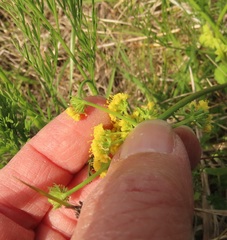 Lomatium bradshawii