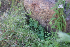 Pentagramma rebmanii