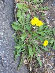 Taraxacum officinale