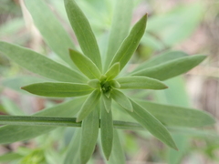 Linaria vulgaris