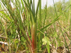 Lomatium bradshawii