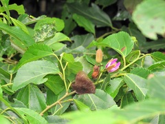 Grewia occidentalis occidentalis