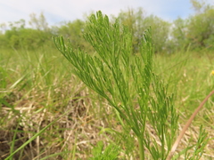 Lomatium bradshawii