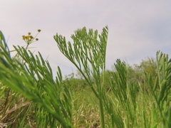 Lomatium bradshawii