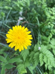 Hypochaeris radicata