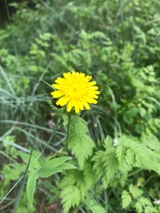 Hypochaeris radicata