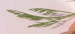 Lomatium bradshawii