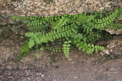 Asplenium vespertinum