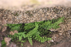 Asplenium vespertinum