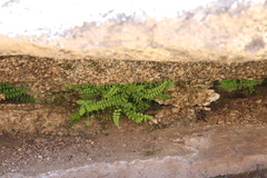 Asplenium vespertinum