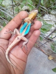 Sceloporus grammicus