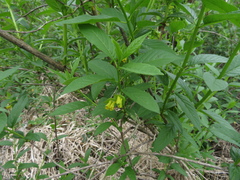 Lonicera involucrata involucrata