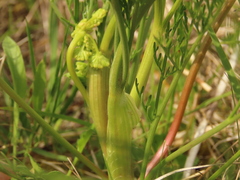 Lomatium bradshawii