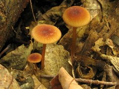 Mycena atkinsoniana