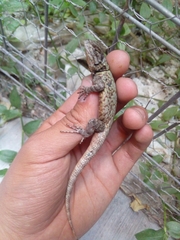Sceloporus grammicus