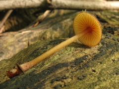 Mycena atkinsoniana