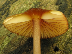 Mycena atkinsoniana