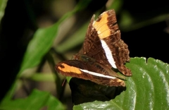 Adelpha cocala