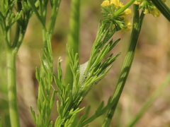 Lomatium bradshawii