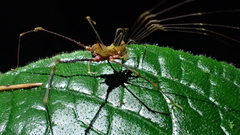 Ventrivomer ancyrophorus