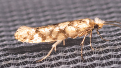 Argyresthia alternatella