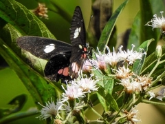 Archonias brassolis tereas