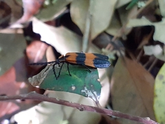 Calopteron discrepans