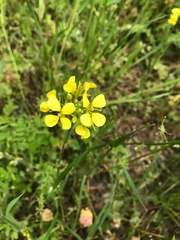 Rhamphospermum arvense