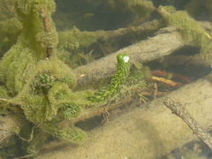 Hydrocharitaceae